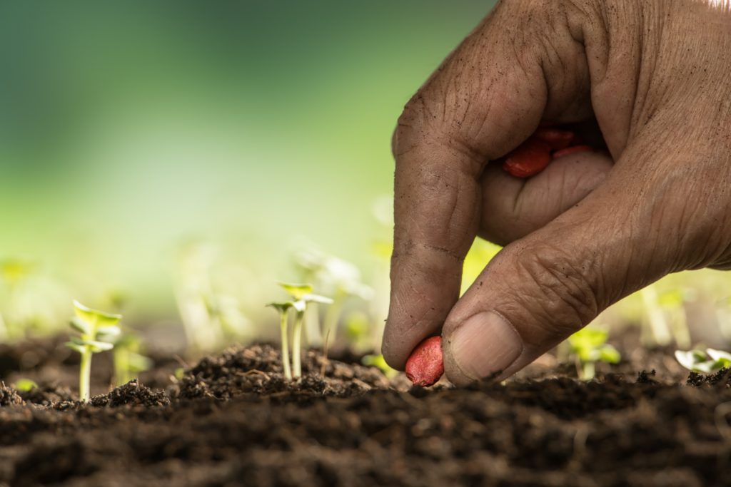 Hand planting a small seed.