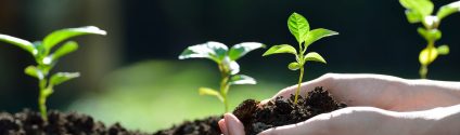 Image of small seedlings being transplanted.